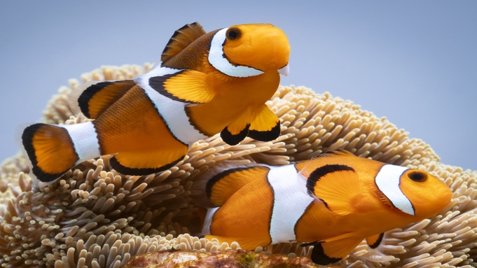 【世界最大級の水族館「海遊館」】入館引換券付プラン 〇素泊り〇